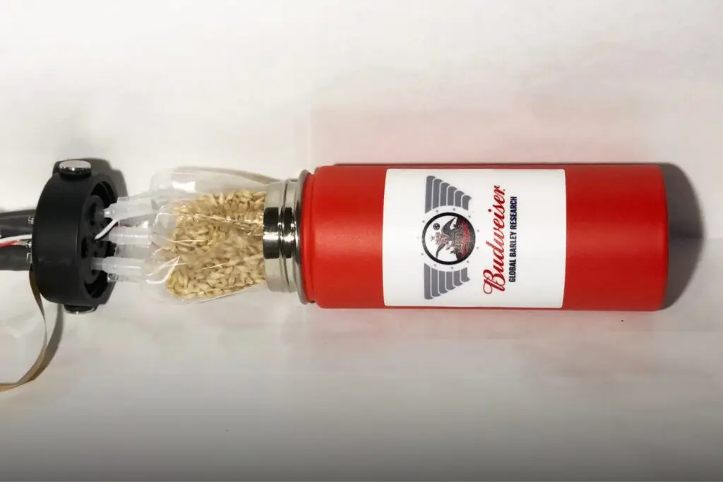 Experimento espacial de sementes de cevada da marca Budweiser 